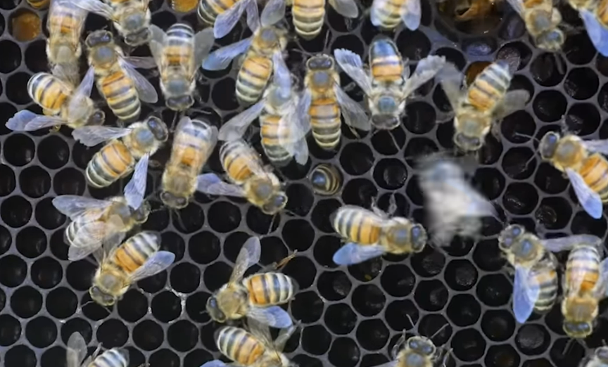 Smart Bees