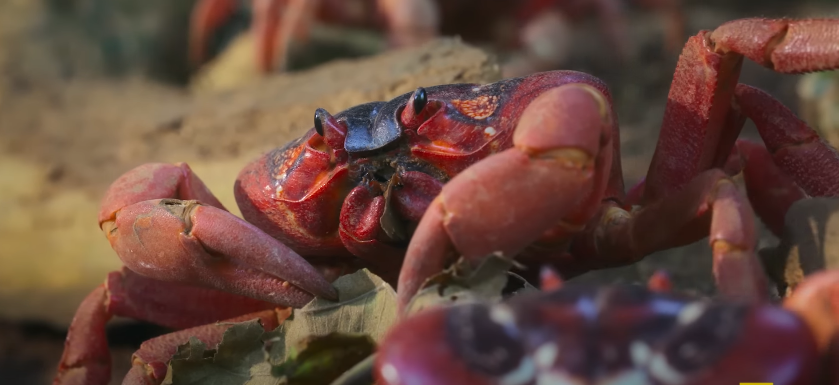 Crab’s Migration